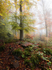 View into a colorful foggy beech forest - 580355505