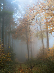 Track along a colorful beech and conifer forest in fog - 580355739