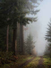 Along a path in a foggy conifer forest - 580355911