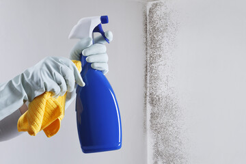 Hands with glove and spray bottle isolated on wall with mold. Eliminate Mold with Specialized Anti-Mold Products. Search cleaning company support. Shopping cleaning products or Housekeeping concept. - obrazy, fototapety, plakaty