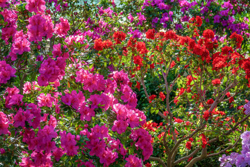 Colorful flooming azalea trees