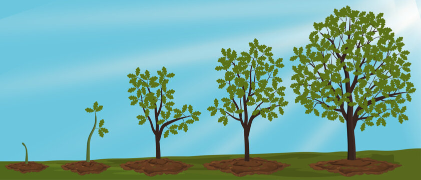 Five stages of growing tree against the sky. 
