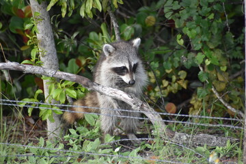 Raccoon playing in a tree in swamp