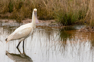 Eurasian spoonbill , Platalea leucorodia or common spoonbill, Platalea leucorodia balsaci