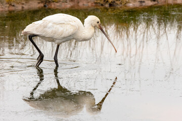 Eurasian spoonbill , Platalea leucorodia or common spoonbill, Platalea leucorodia balsaci