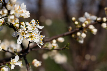 First signs of spring, beautiful macro flower shots.