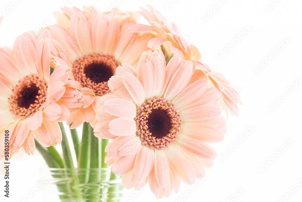 Canvas Prints Gerbera Daisy Flowers bacgkround. Isolated on white bouquet. Dreamy bright floral background. Empty copy space on the right side. Pink pastel color flower.