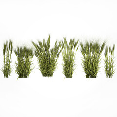 3D illustration Plants from six bushes of green ears of wheat for landscaping