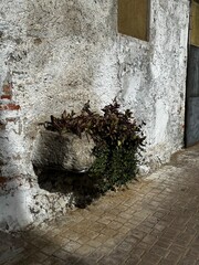 old wall with flower