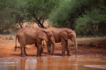 Fototapeta na wymiar A herd of elephants at the waterhole drinking and splashing themselves with mud at the waterhole. Beautiful Red Elephant with red soil in Tsavo National Park in Kenya, East Africa