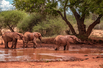 Fototapeta na wymiar Elephant in the savanna. Elephant herd, group roams through Tsavo National Park. Landscape shot at the waterhole in Kenya Africa