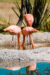 flamenkos color rosa con picos en el suelo