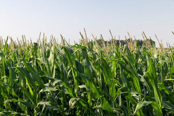 Green corn illuminated by sunlight