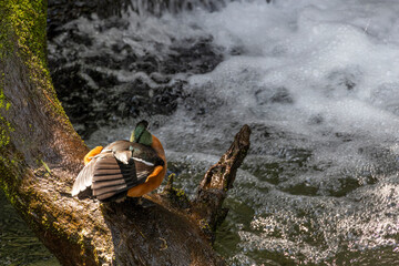 An African pigmy goose relaxes on a log and enjoys the view of the water in Orlando, Florida.