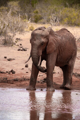 Fototapeta na wymiar A lonely lone elephant drinking and splashing itself with mud at the waterhole. Beautiful Red Elephant with red soil in Tsavo National Park in Kenya, East Africa