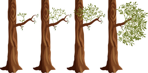 Five stages of mistletoe growth on tree