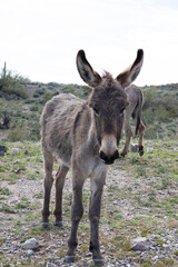 Wild donkeys near Lake Pleasant in Peoria, Arizona.