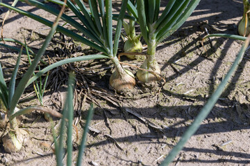 Green onions in the summer , close up