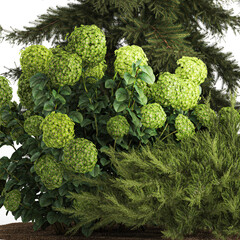 Spruce and pine topiary with hydrangea bushes for the garden