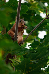 A squirrel in the maple tree