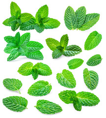 Mint leaves isolated on white background. Melissa Pattern. Set Fresh mint, menthol leaf. Collection.