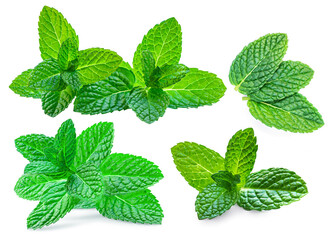 Mint leaves, melissa, isolated on white background. Set Fresh mint Pattern. Collection.