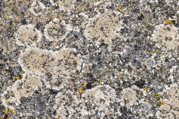 old granite stone overgrown with lichen
