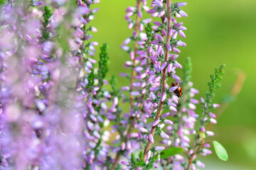 Obraz premium A Ladybug on a flower 