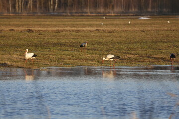 Obraz na płótnie Canvas Several storks searching for a frogs and food in a field next to pond