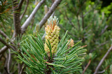 Mountain plants, close-up of a mountain pine blossom, Pinus mugo, Bavarian Alps, Germany, Europe