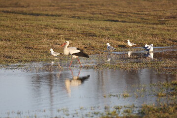 Family of storks searching the food in the pond and field