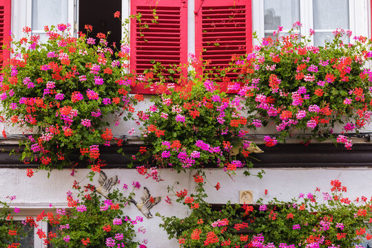 windows decorated with geranium flowers