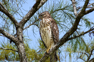 red shouldered hawk perched in a tree