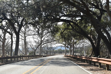 Trees arching over road