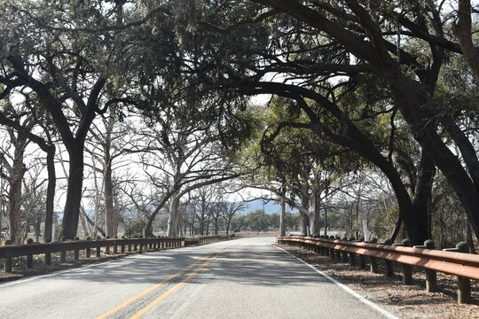 Trees arching over road