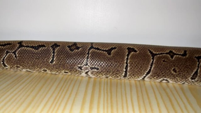 Enchi Pinstripe Morph Ball Python on Wooden Background: Unlocking the Secrets of Selective Breeding and Morph Identification in Captive-bred Snakes for the Pet Trade, Conservation, and Education