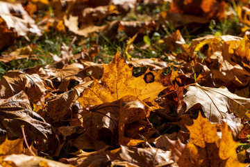 Colored maple tree foliage in autumn