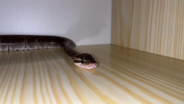 Enchi Pinstripe Morph Ball Python on Wooden Background: Unlocking the Secrets of Selective Breeding and Morph Identification in Captive-bred Snakes for the Pet Trade, Conservation, and Education