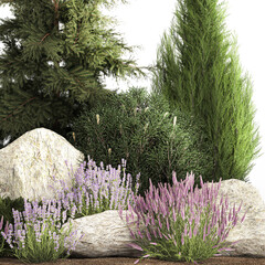  Alpine slide with thuja spruce lavender bushes and stones - obrazy, fototapety, plakaty