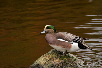 American Wigeon Male