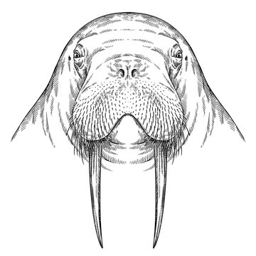 Vintage engrave isolated walrus set illustration ink sketch. Sea seal background arctic art