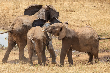 A herd of elephants tries to drive away wild dogs at the waterhole. Fighting scene at the waterhole, red elephants in Kenya east africa