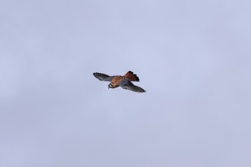 American Kestrel in floght 