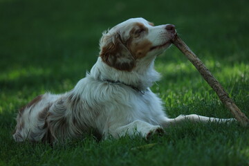 Australian Shepard dog with stick 