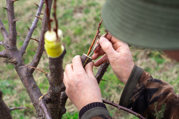 A gardener inserts a cuttings into a thick branch of a fruit tree for grafting into the cleft....