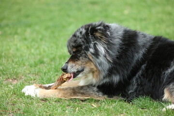 Australian Shepard Dog licking a stick 