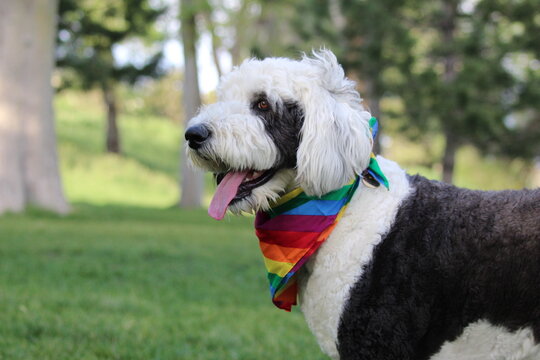 Sheepadoodle