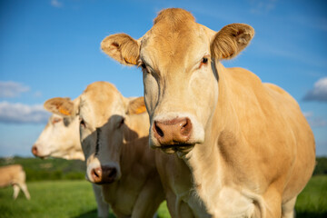 Fototapeta na wymiar Portrait de vache de type race à viande et son troupeau dans la campagne.