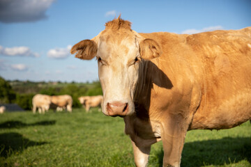 Portrait de vache dans les champs au milieu de la campagne française.