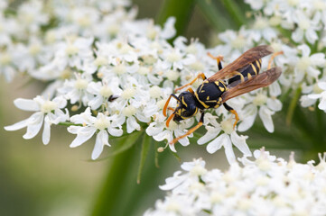 Polistes dominula - Polistes gallicus - European paper wasp - Poliste gaulois